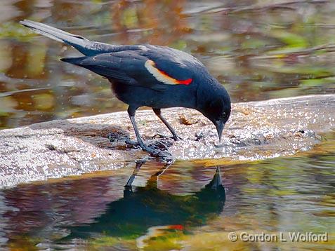 What A Pretty Bird_53272.jpg - Red-winged Blackbird (Agelaius phoeniceus) photographed at Ottawa, Ontario - the capital of Canada.